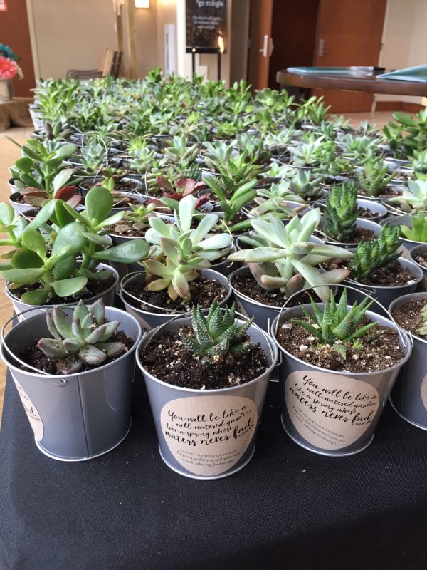 Beautiful Succulants!